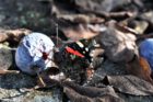 Naschhafte Schmetterlinge tun sich an den Überresten der heimischen Obsternte gütlich. (Foto: Martin Dühning)