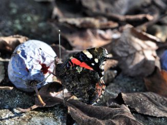 Naschhafte Schmetterlinge tun sich an den Überresten der heimischen Obsternte gütlich. (Foto: Martin Dühning)