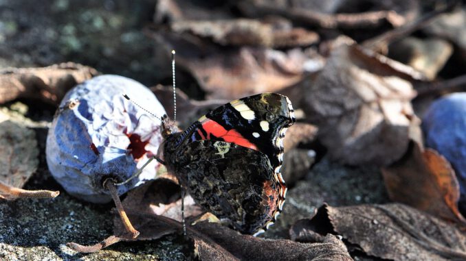 Naschhafte Schmetterlinge tun sich an den Überresten der heimischen Obsternte gütlich. (Foto: Martin Dühning)