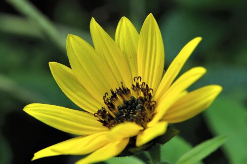 Die meisten Sonnenblumen im Garten sind bereits verblüht - es gibt aber noch vereinzelt ein paar kleine Nachzügler. (Foto: Martin Dühning)