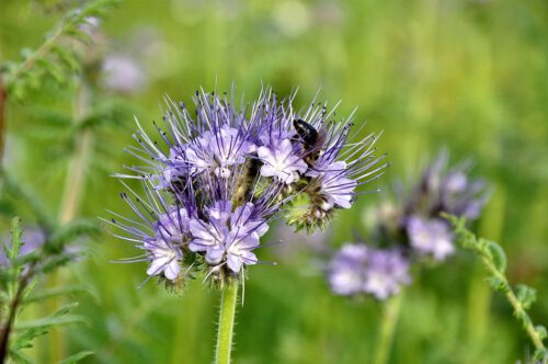 Auf den Feldern der Bauern im Klettgau hat unterdessen bereits der Martinisommer begonnen bzw. ein "falscher Frühling" - hier blühen Phacelia und Rasp wie anderorts im Mai. (Foto: Martin Dühning)