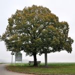 Trister Hochnebel liefert nicht viel erfreuliches an Motiven: Alles versumpft im Grau, selbst das Herbstlaub... (Foto: Martin Dühning)