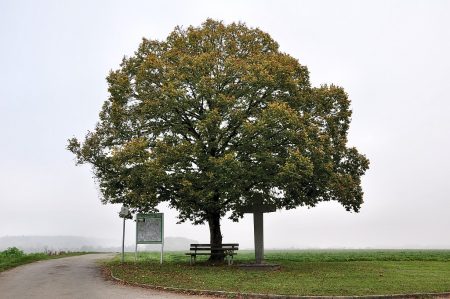 Trister Hochnebel liefert nicht viel erfreuliches an Motiven: Alles versumpft im Grau, selbst das Herbstlaub... (Foto: Martin Dühning)