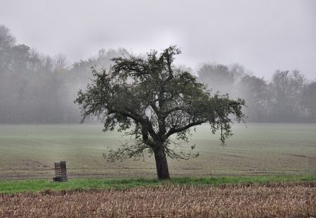 Grau schau, Baum! (Foto: Martin Dühning)