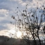 Helle Tage im Mittwinter
