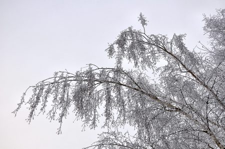 Der Nachtfrost hat die Zweige dieser Birke mit Reif verzuckert. (Foto: Martin Dühning)