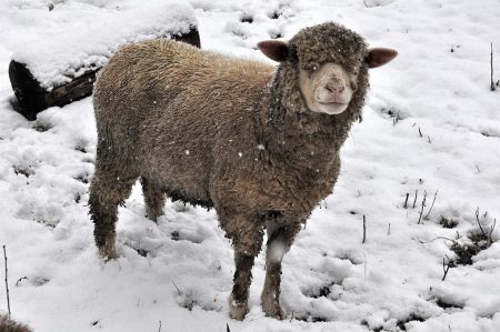 "Es gibt kein schlechtes Wetter, wenn man die passende Kleidung am Leib trägt." - nach diesem Motto leben die Lauchringer Winterschafe. (Foto: Martin Dühning)