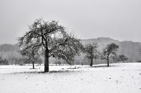 Verschneite Lauchringer Bergobstbäume am 1. Februar 2015 (Foto: Martin Dühning)