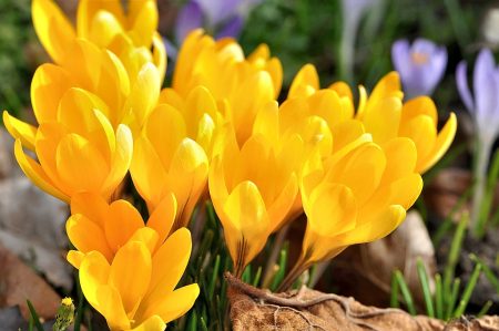 Wie Flammen leuchten goldene Krokusse im Garten (Foto: Martin Dühning).