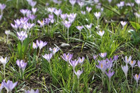 Ein Meer von verwilderten Krokussen und Schneeglöckchen belebt die noch schlafende Gartenwiese, dazwischen sprießen bereits Tulpen und Narzissen (Foto: Martin Dühning).