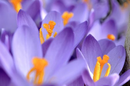 Die Farben kehren in die Welt zurück: goldene und violette Krokusse eröffnen den Frühlingsfarbentanz (Foto: Martin Dühning).