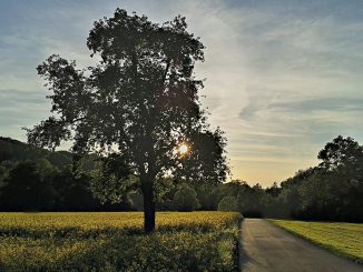 Birnbaum im Sonnenuntergang 2015 (Foto: Martin Dühning)