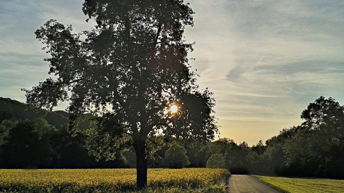 Birnbaum im Sonnenuntergang 2015 (Foto: Martin Dühning)