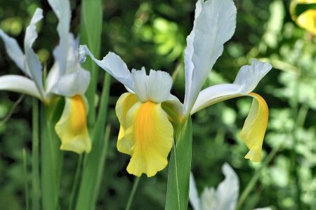 Weiße Iris beim neuen Gartenteich ich Mai 2015 (Foto: Martin Dühning)