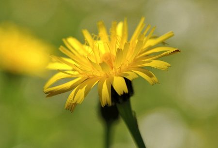 Kleines gelbes Blümchen im Mai 2015 (Foto: Martin Dühning)