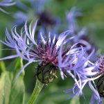 Eine der vielen blauen Kornblumen im maiverblühten heimischen Garten 2015 (Foto: Martin Dühning)