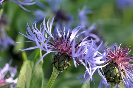 Eine der vielen blauen Kornblumen im maiverblühten heimischen Garten 2015 (Foto: Martin Dühning)