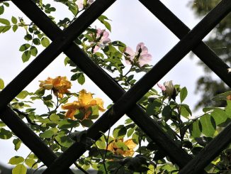 Spalier mit gelben und rosa Rosen (Foto: Martin Dühning)