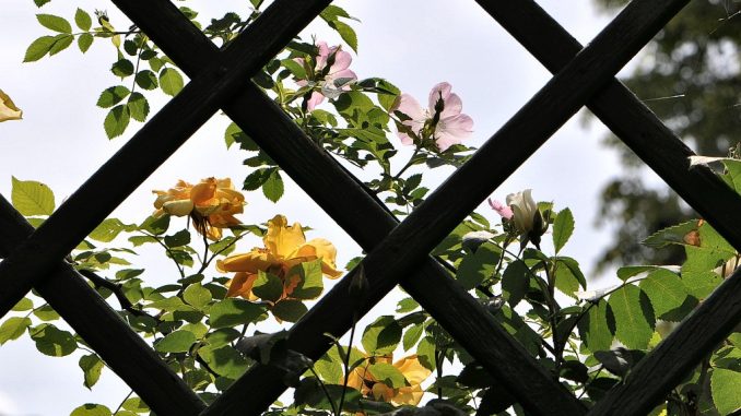 Spalier mit gelben und rosa Rosen (Foto: Martin Dühning)