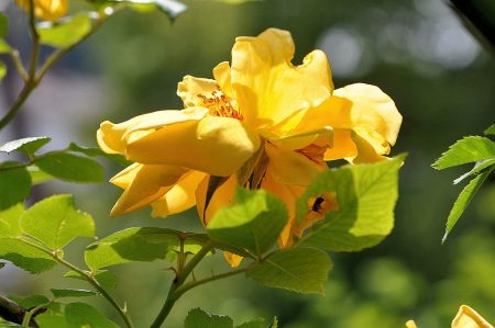 Junizeit ist Rosenzeit und diese blühen im heimischen Garten in sonnigen Farben (Foto: Martin Dühning)