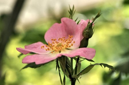 Auch verwilderte Rosen ermöglichen rosige Ansichten (Foto: Martin Dühning).