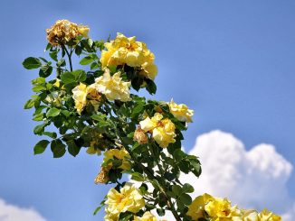 Sonnengoldige Rosen türmen sich fast wie Junigewitterwolken in den Himmel (Foto: Martin Dühning).