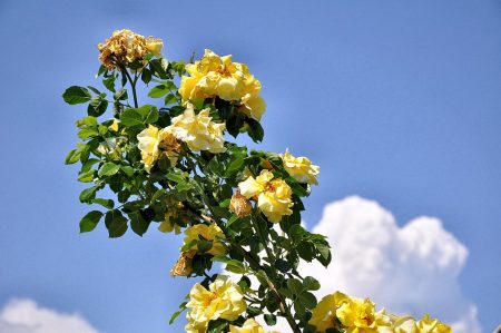 Sonnengoldige Rosen türmen sich fast wie Junigewitterwolken in den Himmel (Foto: Martin Dühning).