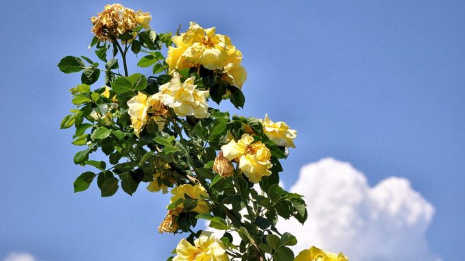 Sonnengoldige Rosen türmen sich fast wie Junigewitterwolken in den Himmel (Foto: Martin Dühning).