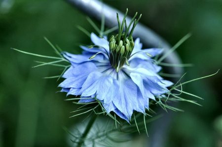 Blau strahlt eine nicht ganz definierbare Nelken- oder Schwarzkümmelpflanze (Foto: Martin Dühning).