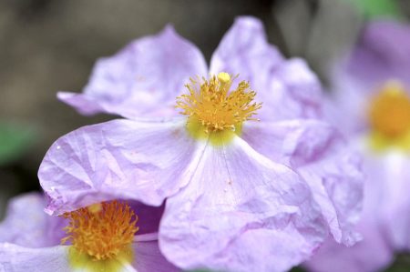 Zistrosen sind zwar keine Rosen, sondern ein Heilkraut, aber rosig sehen sie trotzdem aus (Foto: Martin Dühning).