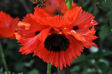 Rot und herzförmig flammt der Riesenmohn - wie ein Zeichen für alle Verliebten (Foto: Martin Dühning).