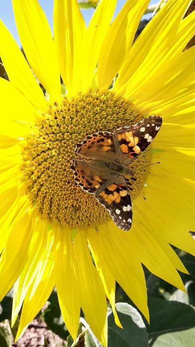 Schmetterling auf Sonnenblume 2015 (Foto: Martin Dühning)