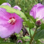 Einige Hibiskusblüten haben die große Trockenheit im Sommer 2015 überstanden (Foto: Martin Dühning).