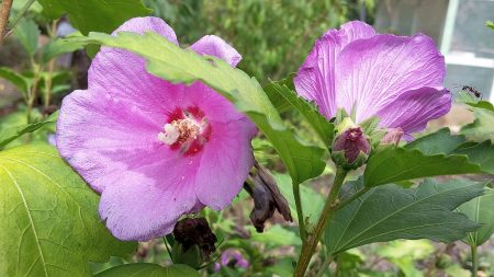 Einige Hibiskusblüten haben die große Trockenheit im Sommer 2015 überstanden (Foto: Martin Dühning).