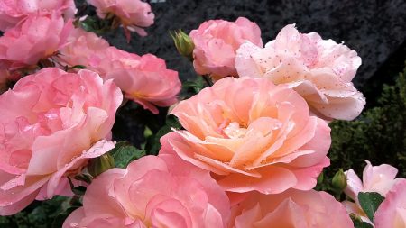 Allein die Rosen auf dem Friedhof haben die große Hitze 2015 fast schadlos überstanden. (Foto: Martin Dühning)