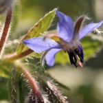 Wilde Borretschblüte im August 2015 - sie hat die große Trockenheit überlebt (Foto: Martin Dühning).