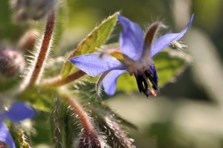 Wilde Borretschblüte im August 2015 - sie hat die große Trockenheit überlebt (Foto: Martin Dühning).