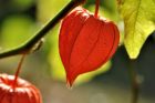 Herbstlich bunt leuchtende Lampionblume im August (Foto: Martin Dühning)