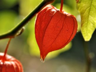 Herbstlich bunt leuchtende Lampionblume im August (Foto: Martin Dühning)