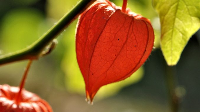 Herbstlich bunt leuchtende Lampionblume im August (Foto: Martin Dühning)