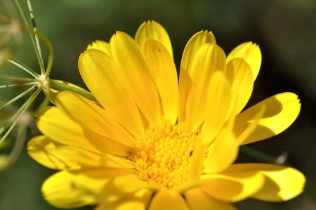 Ringelblümchen mit Dillrispen - beide haben die Trockenheit überstanden (Foto: Martin Dühning)