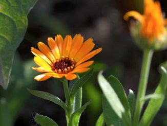 Ringelblümchen, die sich einfach selbst aussäen, sind auch 2015 liebe Gäste im Oberlauchringer Garten (Foto: Martin Dühning)