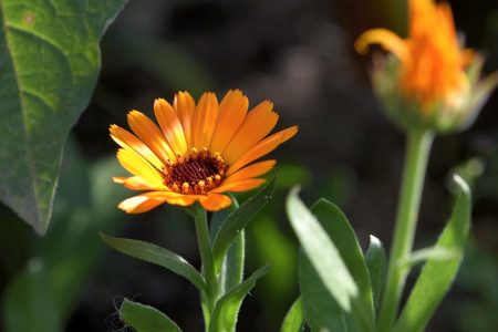 Ringelblümchen, die sich einfach selbst aussäen, sind auch 2015 liebe Gäste im Oberlauchringer Garten (Foto: Martin Dühning)