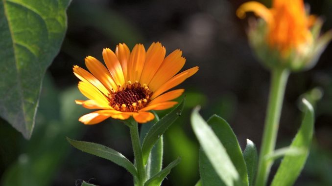 Ringelblümchen, die sich einfach selbst aussäen, sind auch 2015 liebe Gäste im Oberlauchringer Garten (Foto: Martin Dühning)