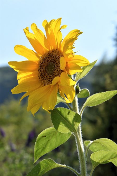 Eine Sonnenblume, sonst Kind des Sommers, beleuchtet den frühherbstlichen Garten (Foto: Martin Dühning)