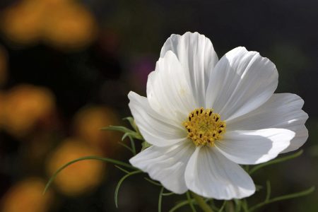 Es hat doch einige Mühe gekostet, die Cosmeen anzusiedeln, nun tragen sie aber endlich, endlich Blüten (Foto: Martin Dühning).