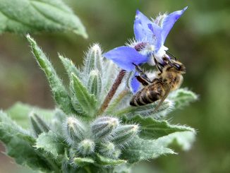 Honigbienchen auf wildem Borretsch - beide haben die Sommerdürre offenbar überstanden (Foto: Martin Dühning)