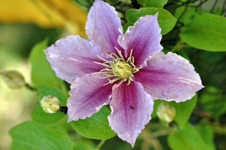 Eine Clematis blüht im heißen Juli des Jahres 2015 (Foto: Martin Dühning).