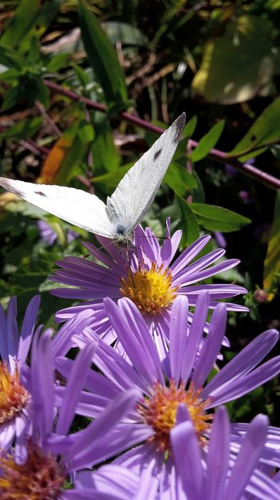 Kohlweißling auf lilablassblauer Herbstaster (Foto: Martin Dühning)