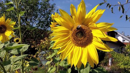 Nachklassischer Garten: Sonnenblumen vor dem alten Schopf und dem neuen Gartenteich (Foto: Martin Dühning)